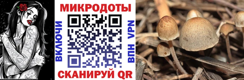 Галлюциногенные грибы Psilocybe Томари